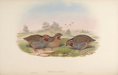 Perdicula asiatica - John Gould